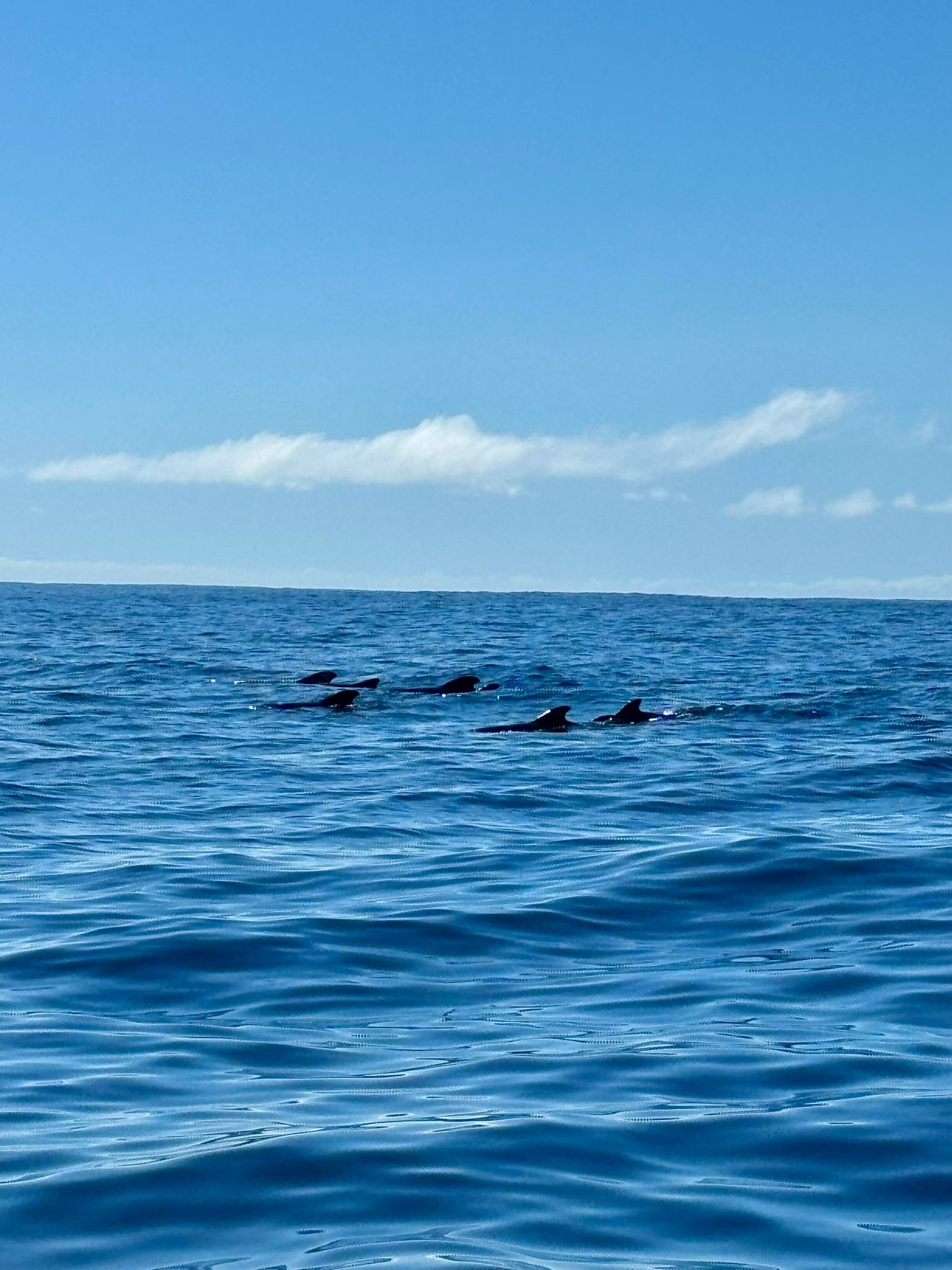 WhatsApp Image 2026-01-31 at 21.29.54