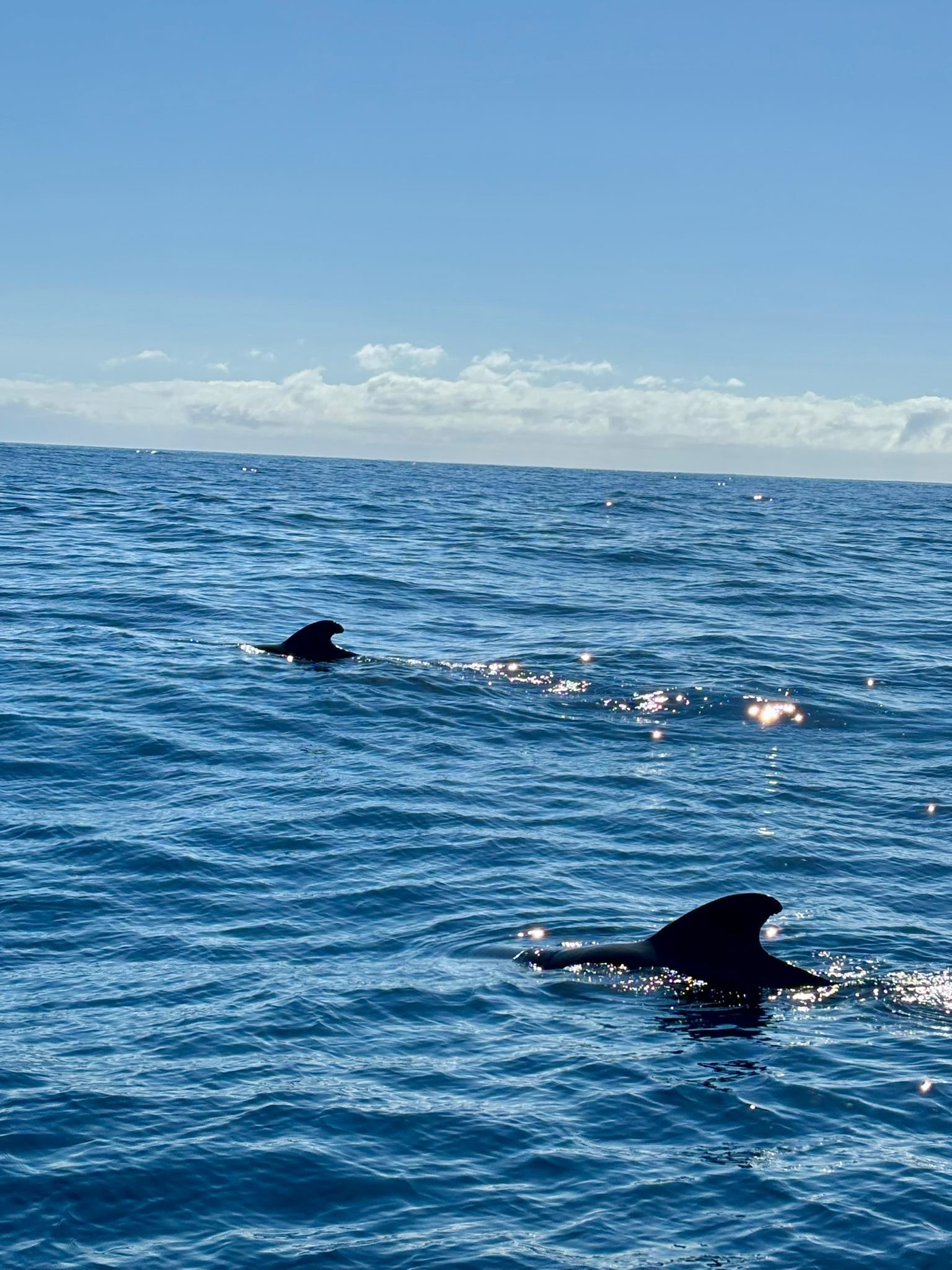 WhatsApp Image 2026-01-31 at 21.29.55 (2)